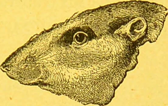 An illustration from La physionomie chez l'homme et chez les animaux, dans ses rapports avec l'expression des émotions et des sentiments / S. Schack., 1887, leaf 369