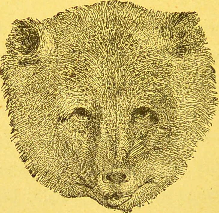 An illustration from La physionomie chez l'homme et chez les animaux, dans ses rapports avec l'expression des émotions et des sentiments / S. Schack., 1887, leaf 374