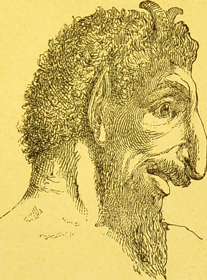 An illustration from La physionomie chez l'homme et chez les animaux, dans ses rapports avec l'expression des émotions et des sentiments / S. Schack., 1887, leaf 385