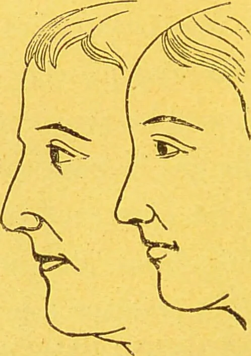 An illustration from La physionomie chez l'homme et chez les animaux, dans ses rapports avec l'expression des émotions et des sentiments / S. Schack., 1887, leaf 40