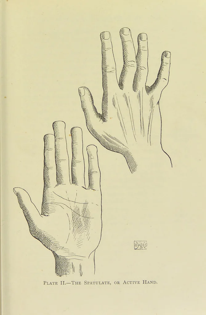 An illustration from A manual of cheirosophy : being a complete practical handbook of the twin sciences of cheirognomy and cheiromancy, by means whereof the past, the present, and the future may be read in the formations of the hands ; preceded by an introductory argument upon the science of cheirosophy and its claims to rank as a physical science / by Ed. Heron-Allen ; with full-page and other illustrations by Rosamund Brunel Horsley., 1885, leaf 149