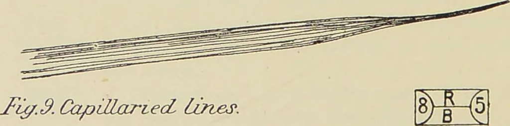 An illustration from A manual of cheirosophy : being a complete practical handbook of the twin sciences of cheirognomy and cheiromancy, by means whereof the past, the present, and the future may be read in the formations of the hands ; preceded by an introductory argument upon the science of cheirosophy and its claims to rank as a physical science / by Ed. Heron-Allen ; with full-page and other illustrations by Rosamund Brunel Horsley., 1885, leaf 206