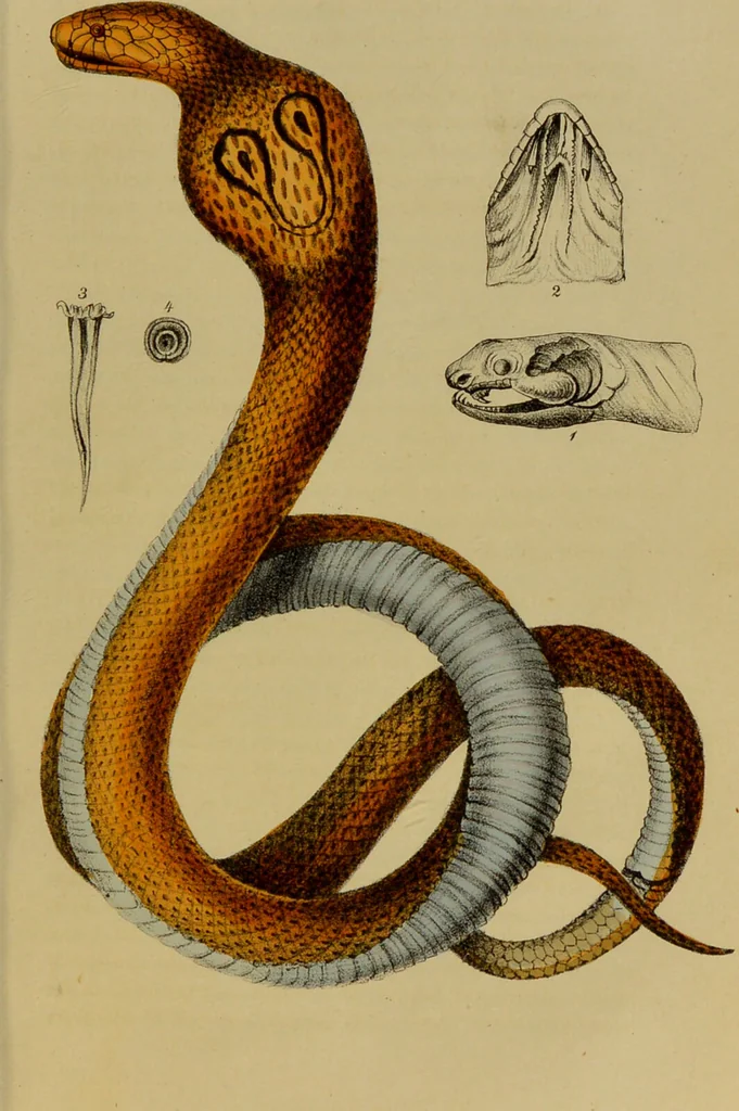 An illustration from Medical zoology, and mineralogy : or, illustrations and descriptions of the animals and minerals employed in medicine, and of the preparations derived from them: including also an account of animal and mineral poisons: with figures coloured from nature / by John Stephenson., 1838, leaf 123