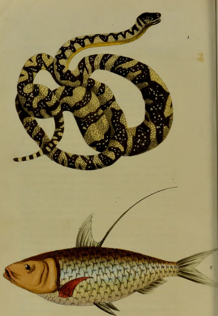 An illustration from Medical zoology, and mineralogy : or, illustrations and descriptions of the animals and minerals employed in medicine, and of the preparations derived from them: including also an account of animal and mineral poisons: with figures coloured from nature / by John Stephenson., 1838, leaf 166