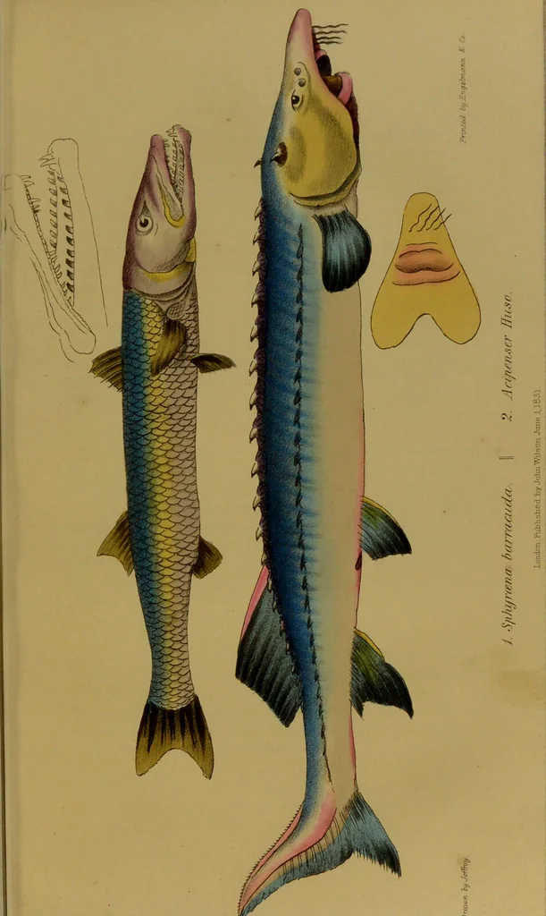 An illustration from Medical zoology, and mineralogy : or, illustrations and descriptions of the animals and minerals employed in medicine, and of the preparations derived from them: including also an account of animal and mineral poisons: with figures coloured from nature / by John Stephenson., 1838, leaf 177