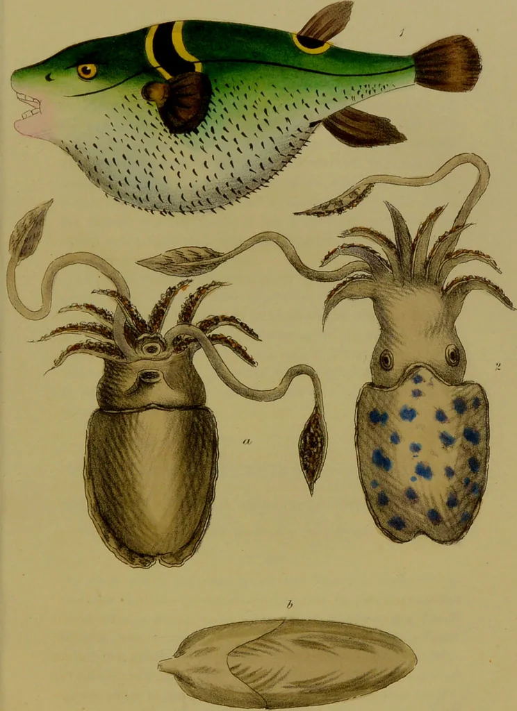 An illustration from Medical zoology, and mineralogy : or, illustrations and descriptions of the animals and minerals employed in medicine, and of the preparations derived from them: including also an account of animal and mineral poisons: with figures coloured from nature / by John Stephenson., 1838, leaf 181