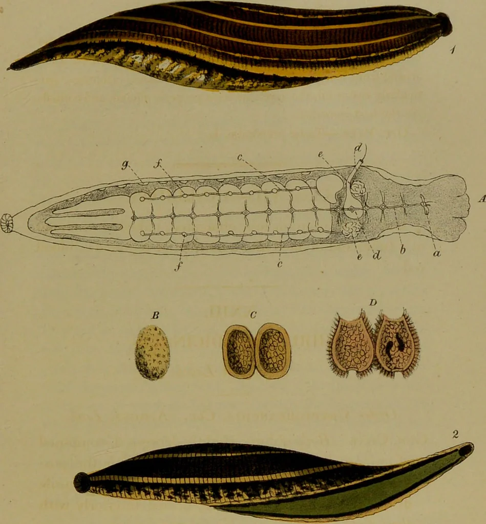 An illustration from Medical zoology, and mineralogy : or, illustrations and descriptions of the animals and minerals employed in medicine, and of the preparations derived from them: including also an account of animal and mineral poisons: with figures coloured from nature / by John Stephenson., 1838, leaf 197