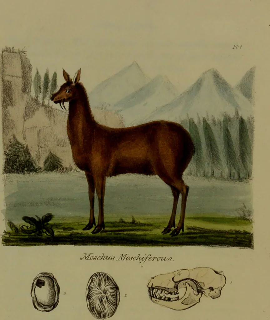 An illustration from Medical zoology, and mineralogy : or, illustrations and descriptions of the animals and minerals employed in medicine, and of the preparations derived from them: including also an account of animal and mineral poisons: with figures coloured from nature / by John Stephenson., 1838, leaf 22