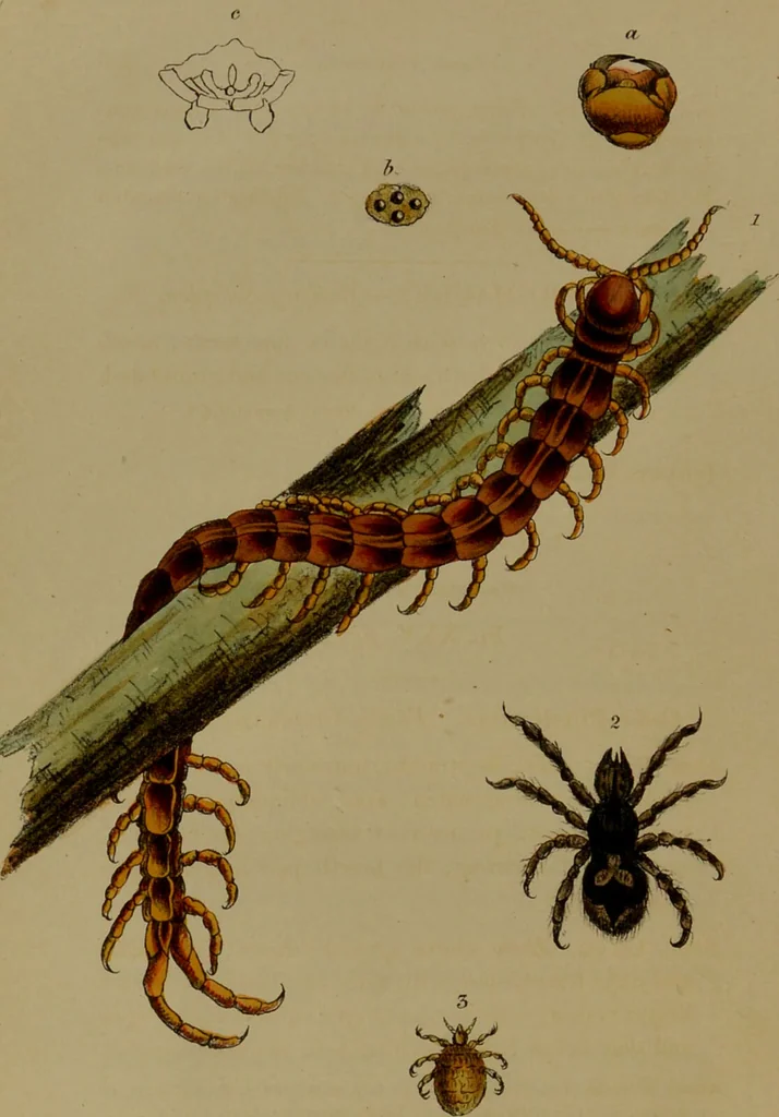An illustration from Medical zoology, and mineralogy : or, illustrations and descriptions of the animals and minerals employed in medicine, and of the preparations derived from them: including also an account of animal and mineral poisons: with figures coloured from nature / by John Stephenson., 1838, leaf 220