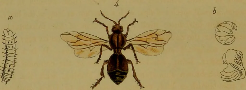 An illustration from Medical zoology, and mineralogy : or, illustrations and descriptions of the animals and minerals employed in medicine, and of the preparations derived from them: including also an account of animal and mineral poisons: with figures coloured from nature / by John Stephenson., 1838, leaf 238