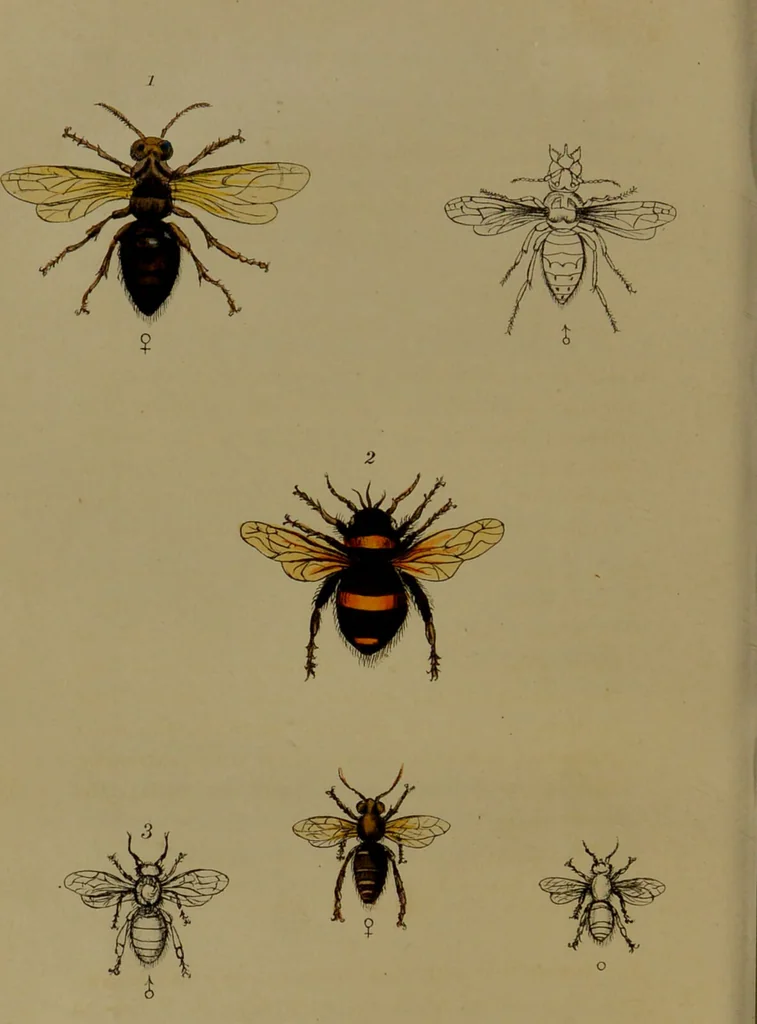 An illustration from Medical zoology, and mineralogy : or, illustrations and descriptions of the animals and minerals employed in medicine, and of the preparations derived from them: including also an account of animal and mineral poisons: with figures coloured from nature / by John Stephenson., 1838, leaf 256