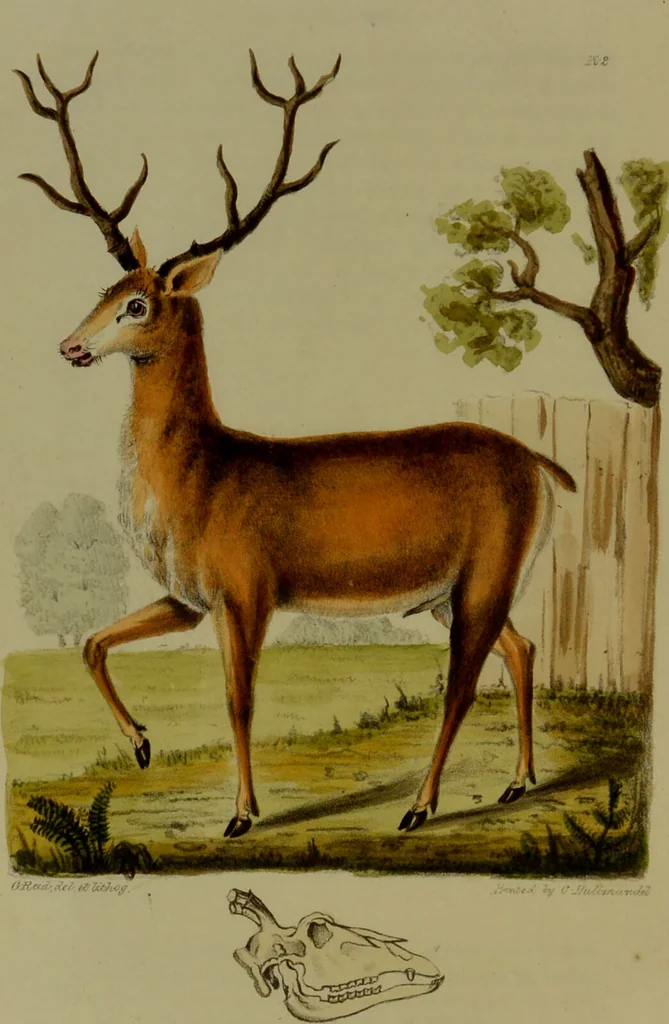 An illustration from Medical zoology, and mineralogy : or, illustrations and descriptions of the animals and minerals employed in medicine, and of the preparations derived from them: including also an account of animal and mineral poisons: with figures coloured from nature / by John Stephenson., 1838, leaf 26
