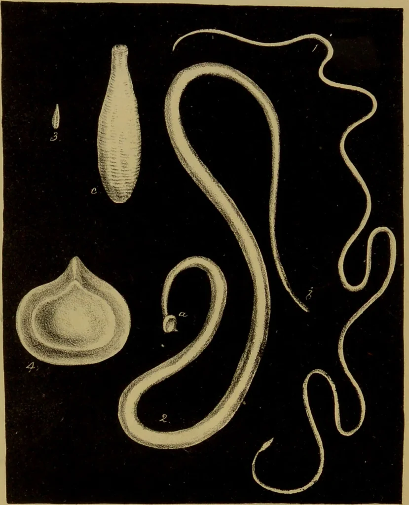 An illustration from Medical zoology, and mineralogy : or, illustrations and descriptions of the animals and minerals employed in medicine, and of the preparations derived from them: including also an account of animal and mineral poisons: with figures coloured from nature / by John Stephenson., 1838, leaf 278