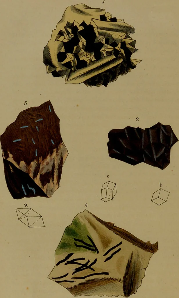 An illustration from Medical zoology, and mineralogy : or, illustrations and descriptions of the animals and minerals employed in medicine, and of the preparations derived from them: including also an account of animal and mineral poisons: with figures coloured from nature / by John Stephenson., 1838, leaf 306