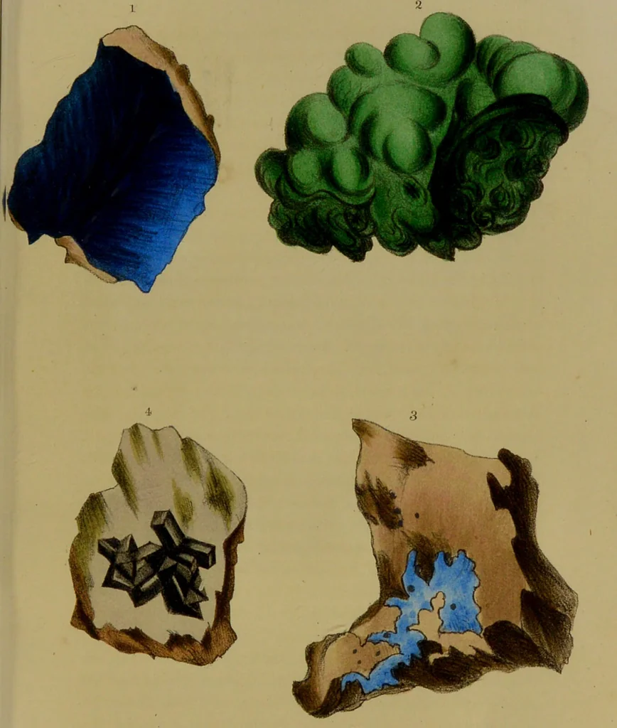 An illustration from Medical zoology, and mineralogy : or, illustrations and descriptions of the animals and minerals employed in medicine, and of the preparations derived from them: including also an account of animal and mineral poisons: with figures coloured from nature / by John Stephenson., 1838, leaf 327