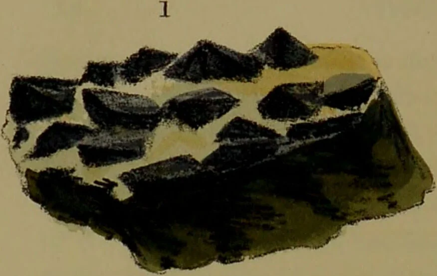 An illustration from Medical zoology, and mineralogy : or, illustrations and descriptions of the animals and minerals employed in medicine, and of the preparations derived from them: including also an account of animal and mineral poisons: with figures coloured from nature / by John Stephenson., 1838, leaf 336