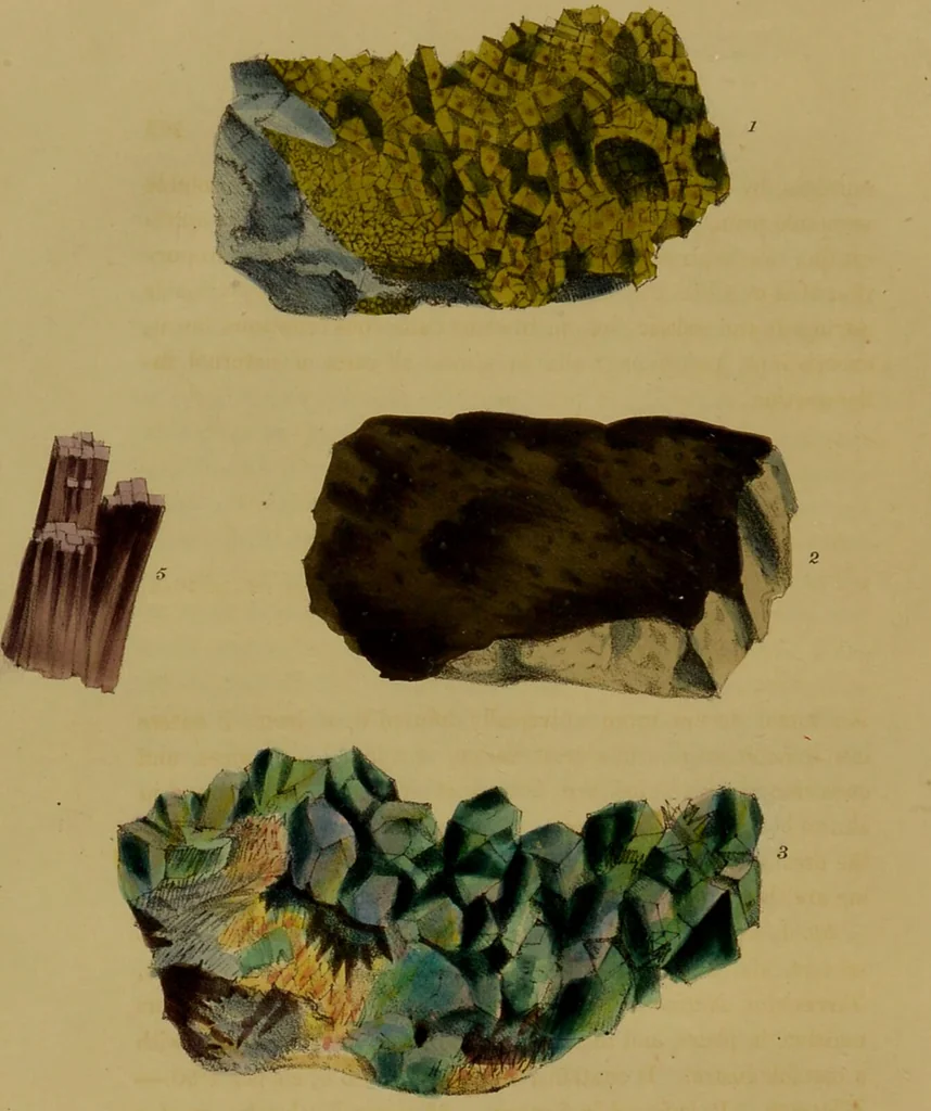 An illustration from Medical zoology, and mineralogy : or, illustrations and descriptions of the animals and minerals employed in medicine, and of the preparations derived from them: including also an account of animal and mineral poisons: with figures coloured from nature / by John Stephenson., 1838, leaf 370