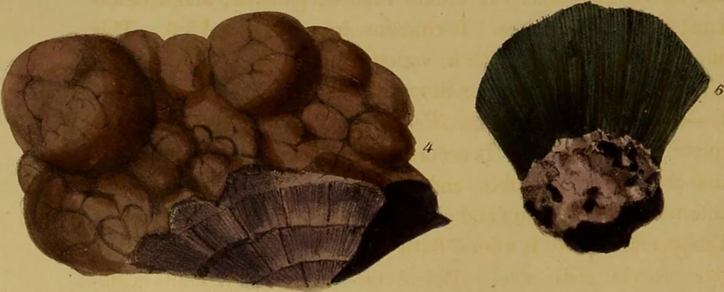An illustration from Medical zoology, and mineralogy : or, illustrations and descriptions of the animals and minerals employed in medicine, and of the preparations derived from them: including also an account of animal and mineral poisons: with figures coloured from nature / by John Stephenson., 1838, leaf 370