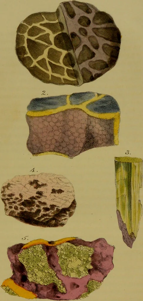 An illustration from Medical zoology, and mineralogy : or, illustrations and descriptions of the animals and minerals employed in medicine, and of the preparations derived from them: including also an account of animal and mineral poisons: with figures coloured from nature / by John Stephenson., 1838, leaf 375