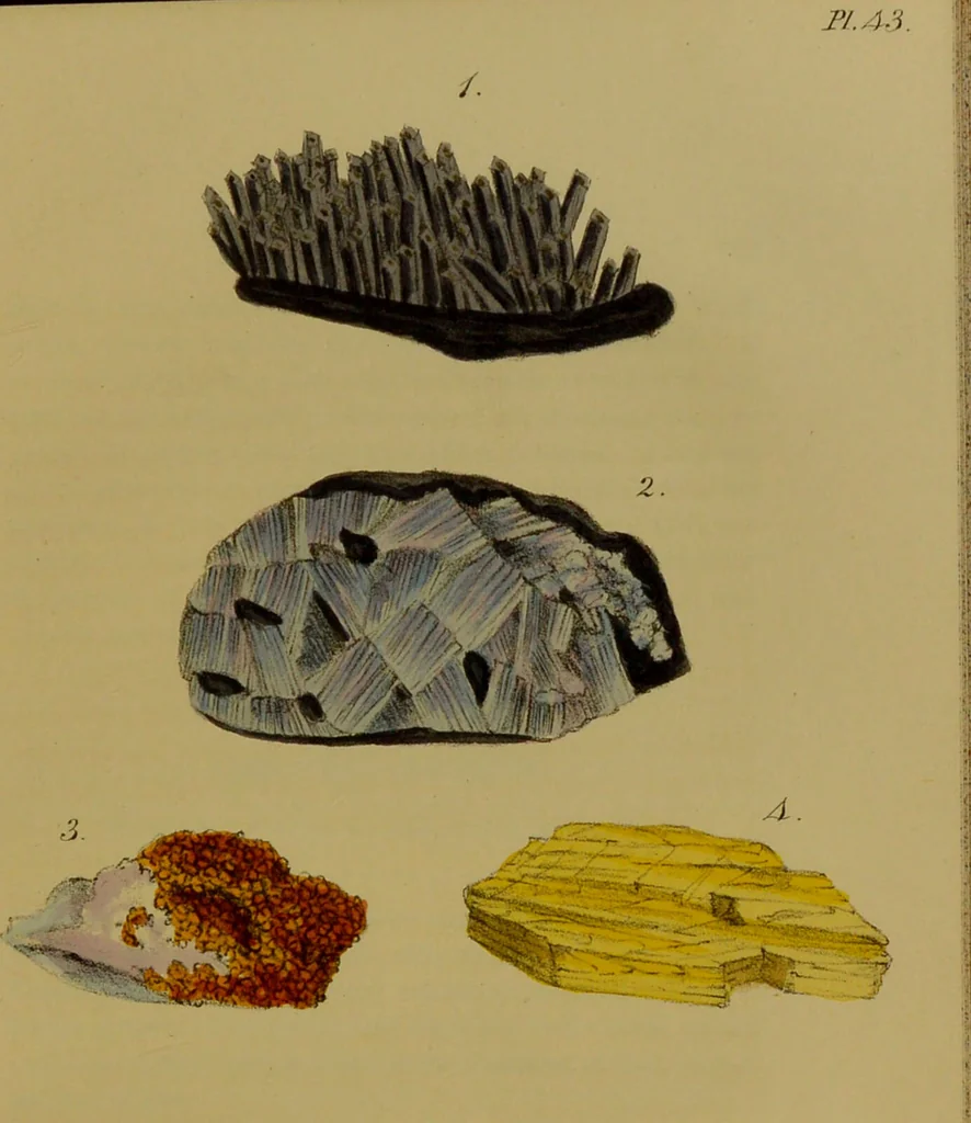 An illustration from Medical zoology, and mineralogy : or, illustrations and descriptions of the animals and minerals employed in medicine, and of the preparations derived from them: including also an account of animal and mineral poisons: with figures coloured from nature / by John Stephenson., 1838, leaf 383