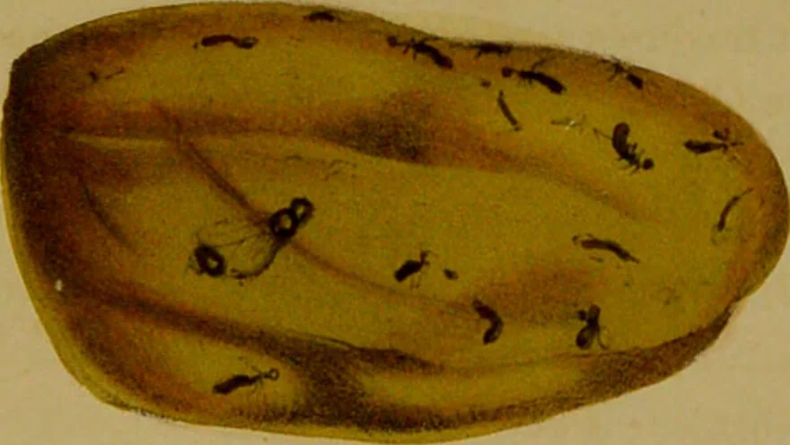 An illustration from Medical zoology, and mineralogy : or, illustrations and descriptions of the animals and minerals employed in medicine, and of the preparations derived from them: including also an account of animal and mineral poisons: with figures coloured from nature / by John Stephenson., 1838, leaf 393