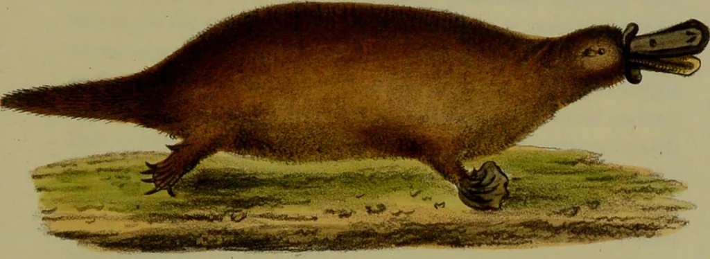 An illustration from Medical zoology, and mineralogy : or, illustrations and descriptions of the animals and minerals employed in medicine, and of the preparations derived from them: including also an account of animal and mineral poisons: with figures coloured from nature / by John Stephenson., 1838, leaf 47