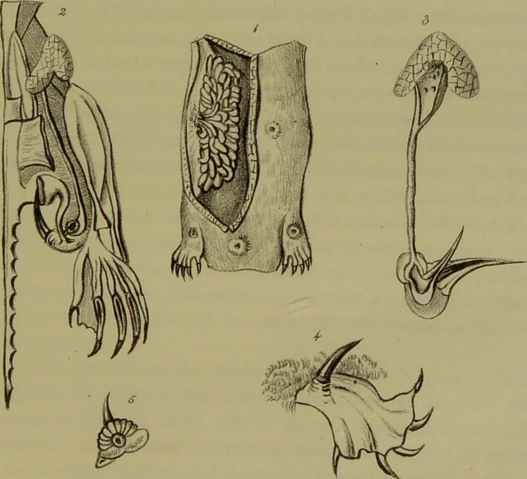 An illustration from Medical zoology, and mineralogy : or, illustrations and descriptions of the animals and minerals employed in medicine, and of the preparations derived from them: including also an account of animal and mineral poisons: with figures coloured from nature / by John Stephenson., 1838, leaf 47