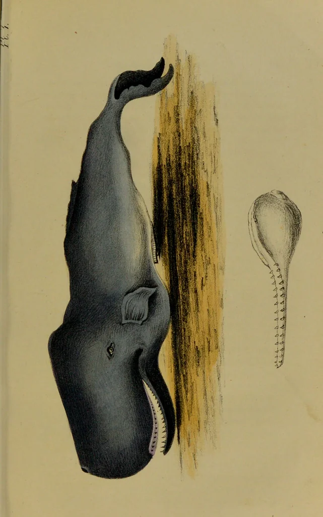 An illustration from Medical zoology, and mineralogy : or, illustrations and descriptions of the animals and minerals employed in medicine, and of the preparations derived from them: including also an account of animal and mineral poisons: with figures coloured from nature / by John Stephenson., 1838, leaf 59