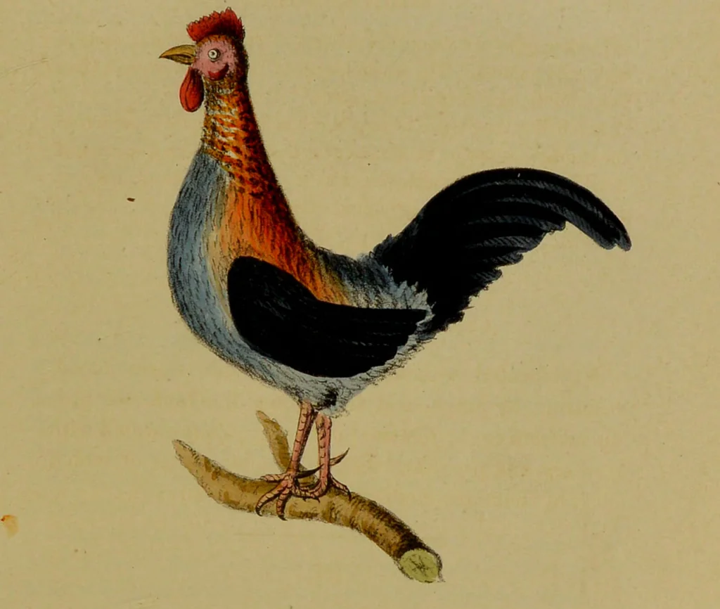 An illustration from Medical zoology, and mineralogy : or, illustrations and descriptions of the animals and minerals employed in medicine, and of the preparations derived from them: including also an account of animal and mineral poisons: with figures coloured from nature / by John Stephenson., 1838, leaf 67