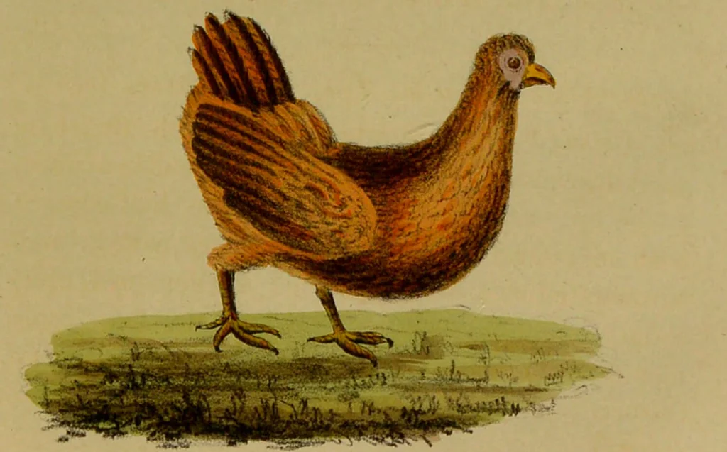 An illustration from Medical zoology, and mineralogy : or, illustrations and descriptions of the animals and minerals employed in medicine, and of the preparations derived from them: including also an account of animal and mineral poisons: with figures coloured from nature / by John Stephenson., 1838, leaf 67