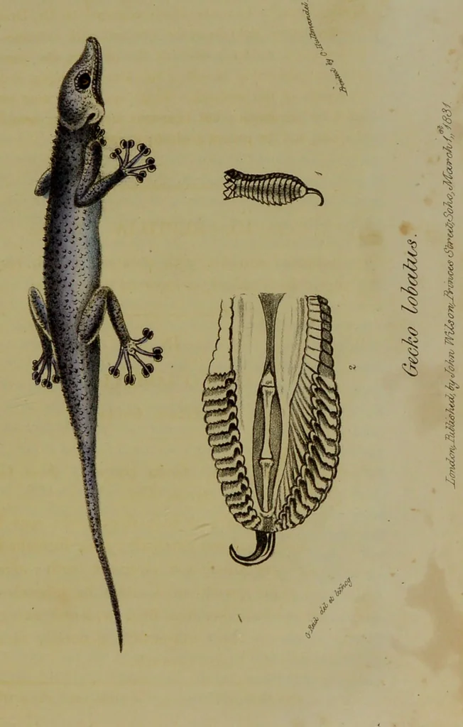 An illustration from Medical zoology, and mineralogy : or, illustrations and descriptions of the animals and minerals employed in medicine, and of the preparations derived from them: including also an account of animal and mineral poisons: with figures coloured from nature / by John Stephenson., 1838, leaf 77