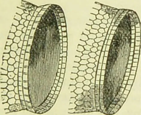 An illustration from The microscope : its history, construction, and application, being a familiar introduction to the use of the instrument, and the study of microscopical science / by Jabez Hogg ; with upwards of five hundred engravings, and coloured illustrations by Tuffen West., 1890, leaf 145