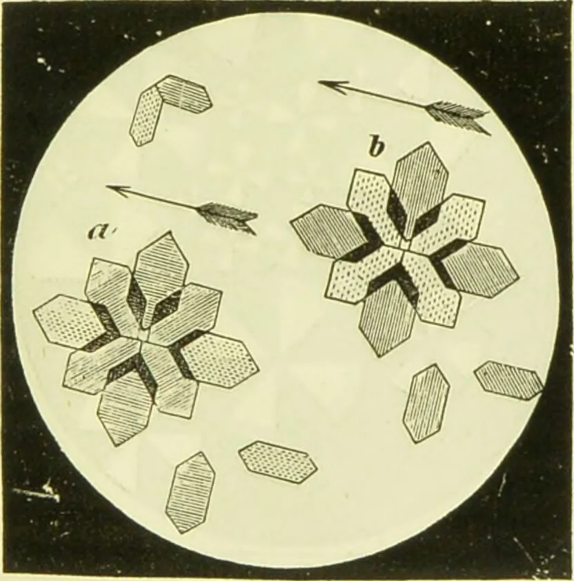 An illustration from The microscope : its history, construction, and application, being a familiar introduction to the use of the instrument, and the study of microscopical science / by Jabez Hogg ; with upwards of five hundred engravings, and coloured illustrations by Tuffen West., 1890, leaf 179