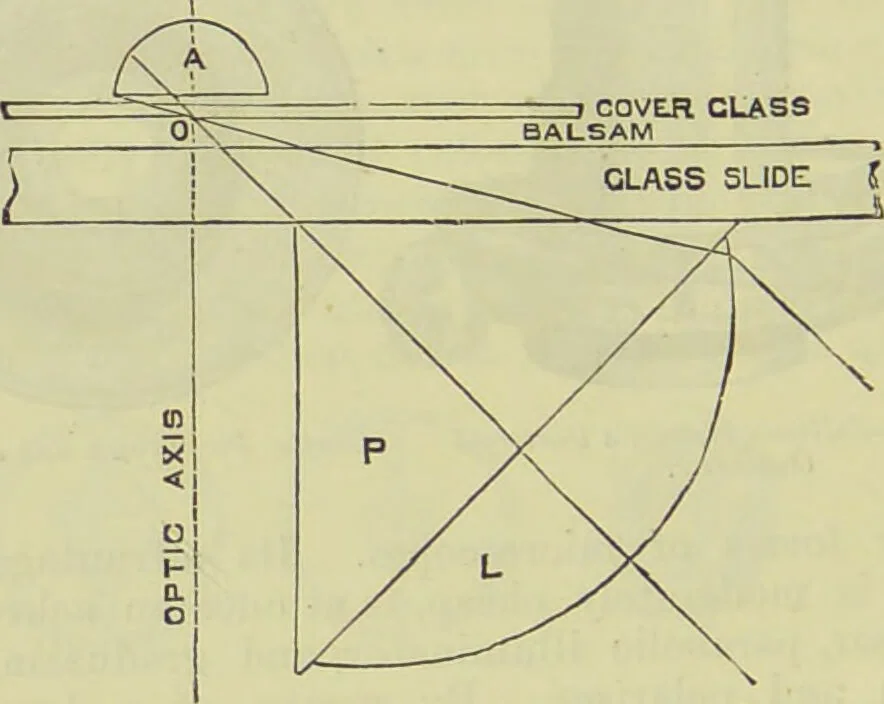 An illustration from The microscope : its history, construction, and application, being a familiar introduction to the use of the instrument, and the study of microscopical science / by Jabez Hogg ; with upwards of five hundred engravings, and coloured illustrations by Tuffen West., 1890, leaf 212