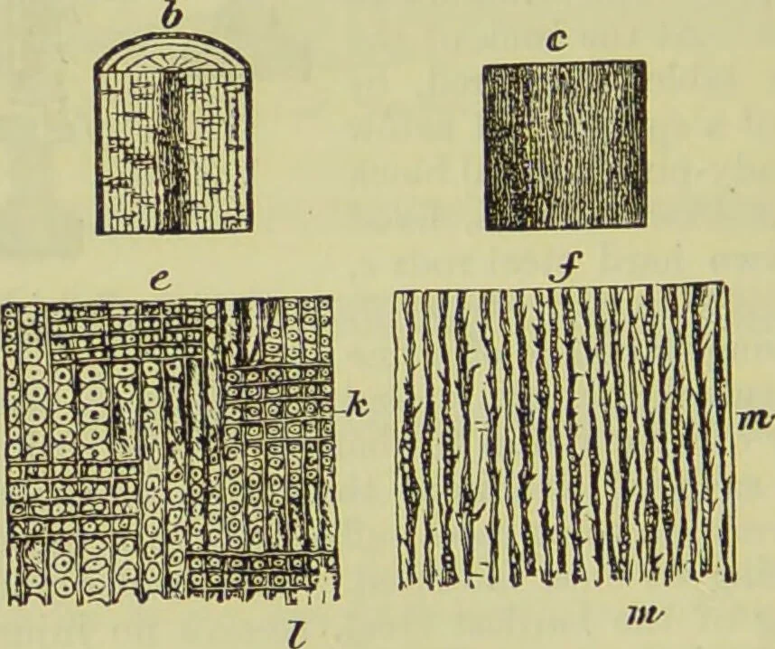 An illustration from The microscope : its history, construction, and application, being a familiar introduction to the use of the instrument, and the study of microscopical science / by Jabez Hogg ; with upwards of five hundred engravings, and coloured illustrations by Tuffen West., 1890, leaf 232