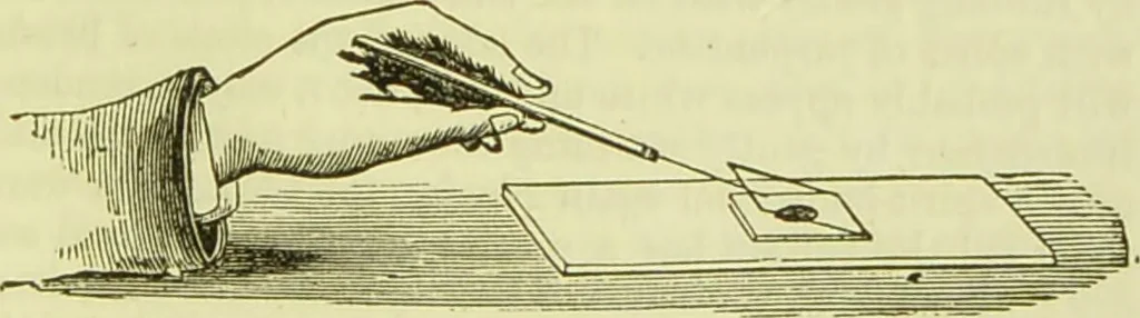 An illustration from The microscope : its history, construction, and application, being a familiar introduction to the use of the instrument, and the study of microscopical science / by Jabez Hogg ; with upwards of five hundred engravings, and coloured illustrations by Tuffen West., 1890, leaf 241