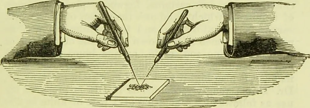 An illustration from The microscope : its history, construction, and application, being a familiar introduction to the use of the instrument, and the study of microscopical science / by Jabez Hogg ; with upwards of five hundred engravings, and coloured illustrations by Tuffen West., 1890, leaf 253