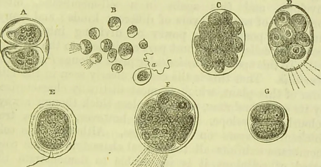 An illustration from The microscope : its history, construction, and application, being a familiar introduction to the use of the instrument, and the study of microscopical science / by Jabez Hogg ; with upwards of five hundred engravings, and coloured illustrations by Tuffen West., 1890, leaf 289