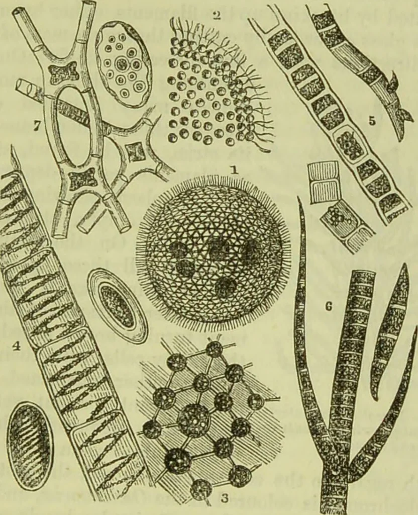 An illustration from The microscope : its history, construction, and application, being a familiar introduction to the use of the instrument, and the study of microscopical science / by Jabez Hogg ; with upwards of five hundred engravings, and coloured illustrations by Tuffen West., 1890, leaf 297