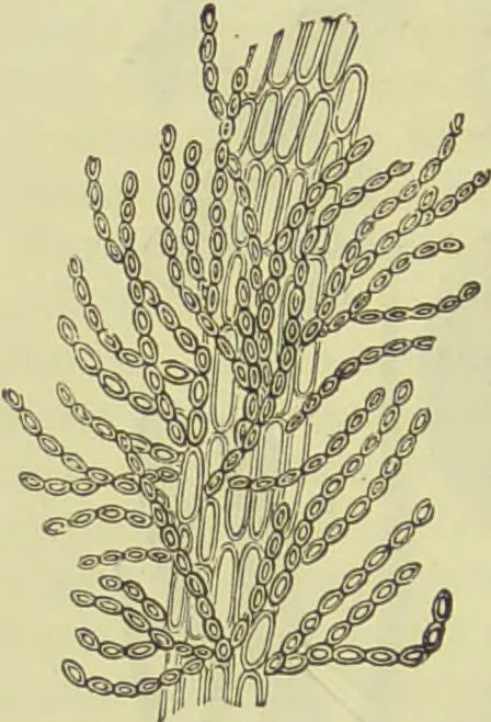 An illustration from The microscope : its history, construction, and application, being a familiar introduction to the use of the instrument, and the study of microscopical science / by Jabez Hogg ; with upwards of five hundred engravings, and coloured illustrations by Tuffen West., 1890, leaf 298