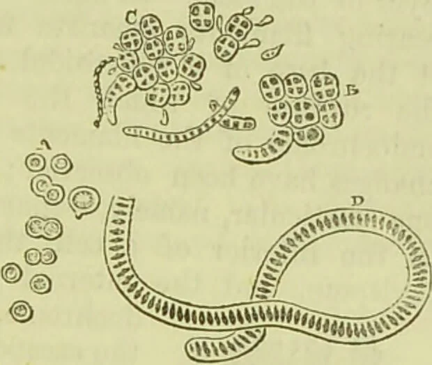 An illustration from The microscope : its history, construction, and application, being a familiar introduction to the use of the instrument, and the study of microscopical science / by Jabez Hogg ; with upwards of five hundred engravings, and coloured illustrations by Tuffen West., 1890, leaf 301