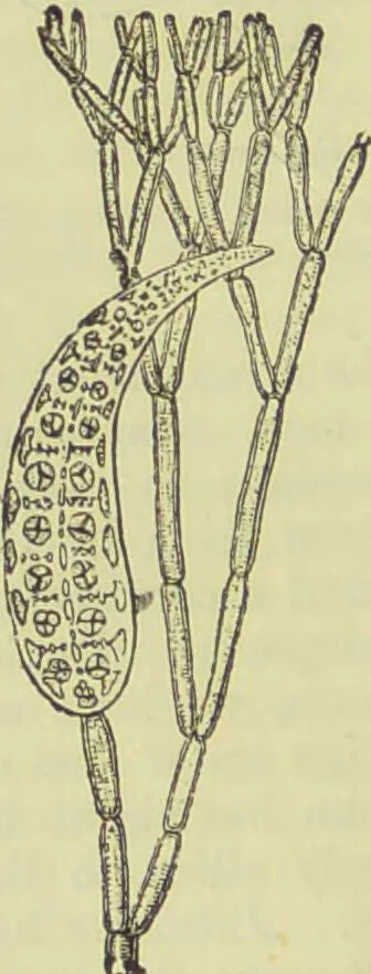 An illustration from The microscope : its history, construction, and application, being a familiar introduction to the use of the instrument, and the study of microscopical science / by Jabez Hogg ; with upwards of five hundred engravings, and coloured illustrations by Tuffen West., 1890, leaf 302