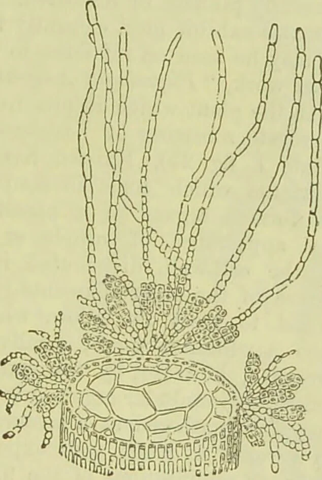 An illustration from The microscope : its history, construction, and application, being a familiar introduction to the use of the instrument, and the study of microscopical science / by Jabez Hogg ; with upwards of five hundred engravings, and coloured illustrations by Tuffen West., 1890, leaf 303