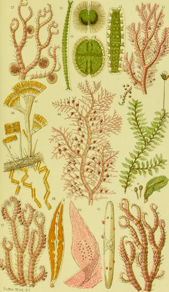 An illustration from The microscope : its history, construction, and application, being a familiar introduction to the use of the instrument, and the study of microscopical science / by Jabez Hogg ; with upwards of five hundred engravings, and coloured illustrations by Tuffen West., 1890, leaf 305