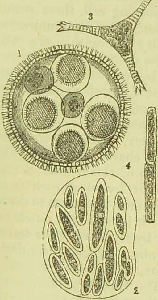 An illustration from The microscope : its history, construction, and application, being a familiar introduction to the use of the instrument, and the study of microscopical science / by Jabez Hogg ; with upwards of five hundred engravings, and coloured illustrations by Tuffen West., 1890, leaf 307