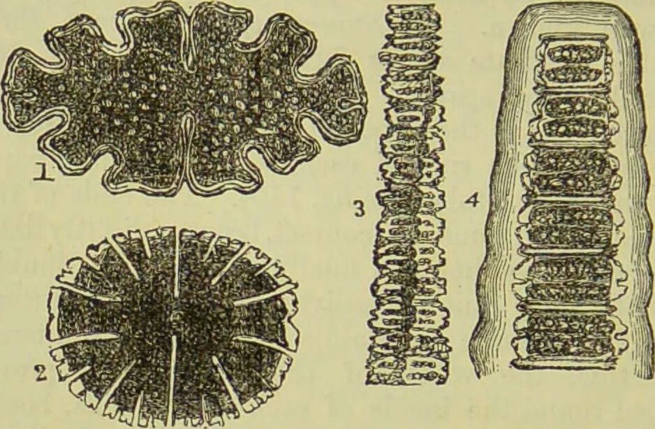 An illustration from The microscope : its history, construction, and application, being a familiar introduction to the use of the instrument, and the study of microscopical science / by Jabez Hogg ; with upwards of five hundred engravings, and coloured illustrations by Tuffen West., 1890, leaf 312