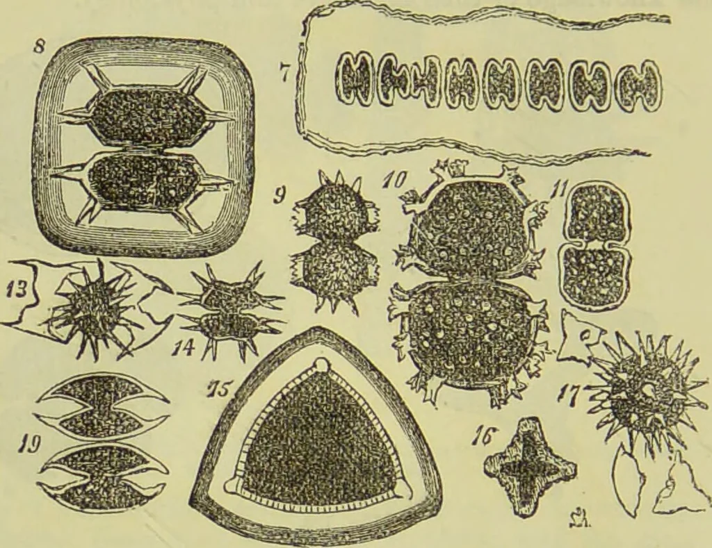 An illustration from The microscope : its history, construction, and application, being a familiar introduction to the use of the instrument, and the study of microscopical science / by Jabez Hogg ; with upwards of five hundred engravings, and coloured illustrations by Tuffen West., 1890, leaf 314