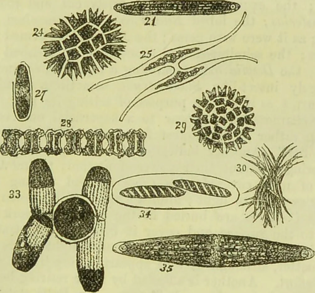 An illustration from The microscope : its history, construction, and application, being a familiar introduction to the use of the instrument, and the study of microscopical science / by Jabez Hogg ; with upwards of five hundred engravings, and coloured illustrations by Tuffen West., 1890, leaf 315
