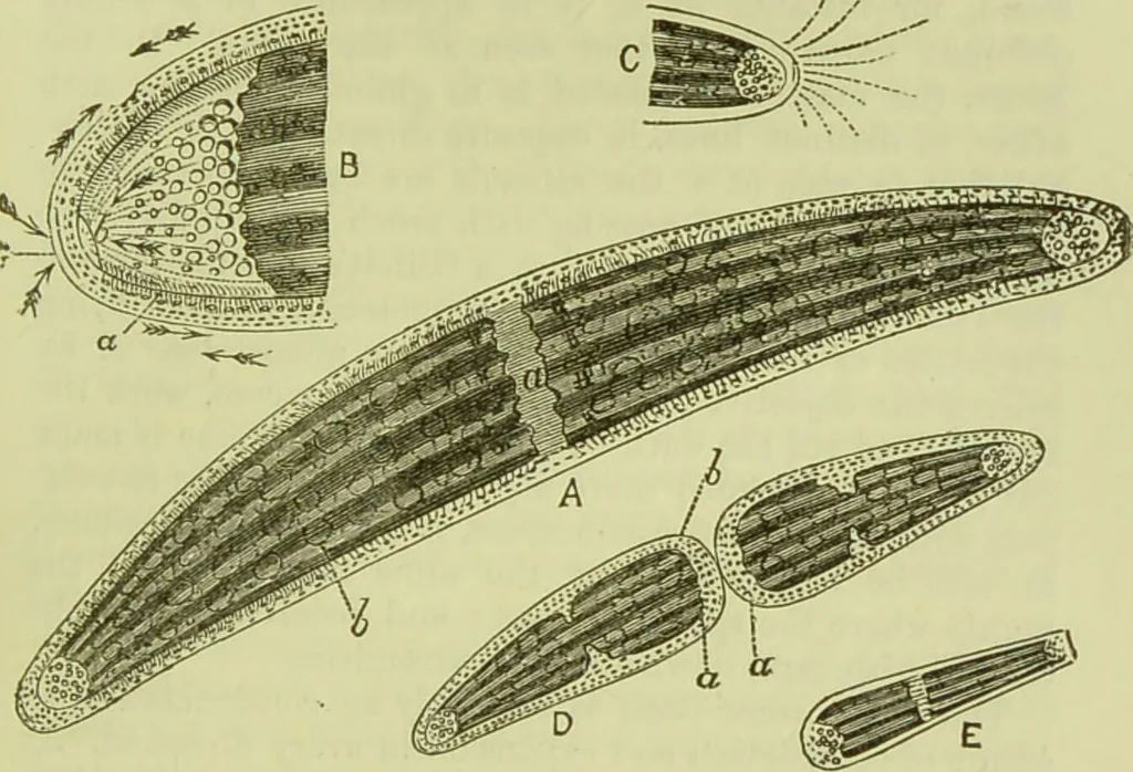 An illustration from The microscope : its history, construction, and application, being a familiar introduction to the use of the instrument, and the study of microscopical science / by Jabez Hogg ; with upwards of five hundred engravings, and coloured illustrations by Tuffen West., 1890, leaf 317