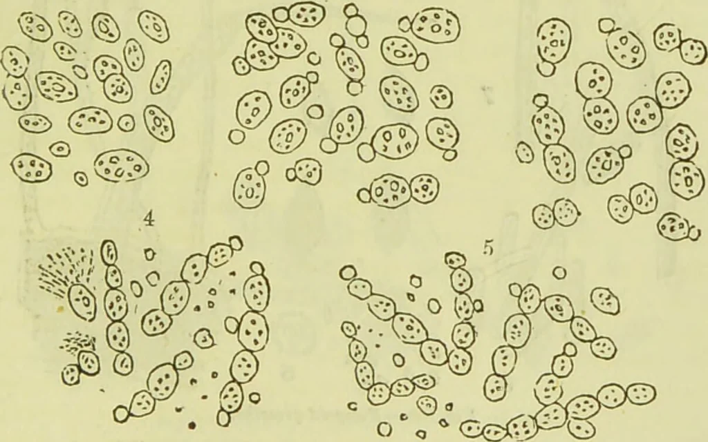 An illustration from The microscope : its history, construction, and application, being a familiar introduction to the use of the instrument, and the study of microscopical science / by Jabez Hogg ; with upwards of five hundred engravings, and coloured illustrations by Tuffen West., 1890, leaf 331